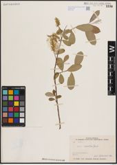 Foto von Salix excelsa S. G. Gmel.